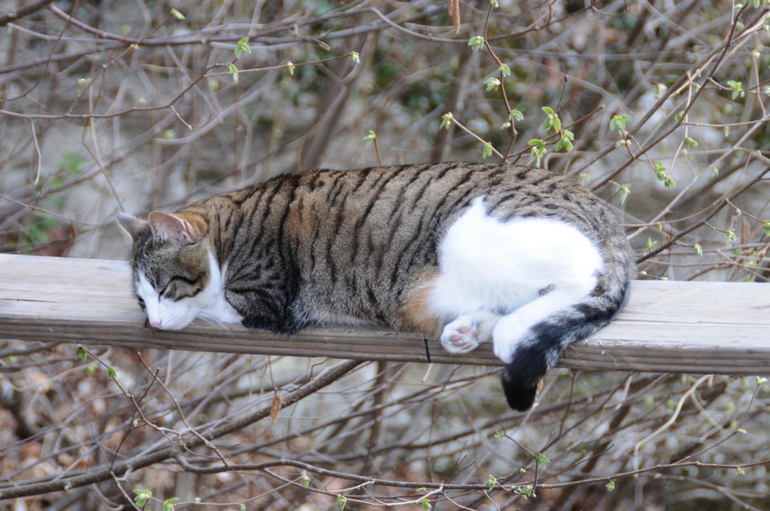 katzen2.jpg