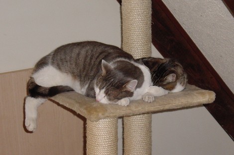 katzen1.jpg
