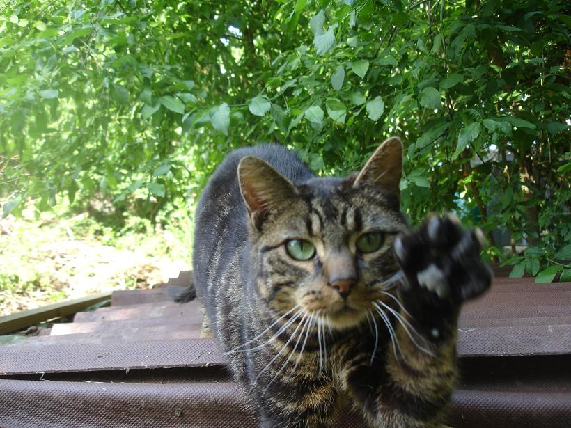 Mischa ist wild geboren, landete im Tierheim und lebt nun seit 6 Jahren bei mir. Er liebt seine Freiheit und doch auch das Kuscheln ab und zu. Er kommt täglich zum Futternapf.