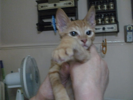 kitten.jpg