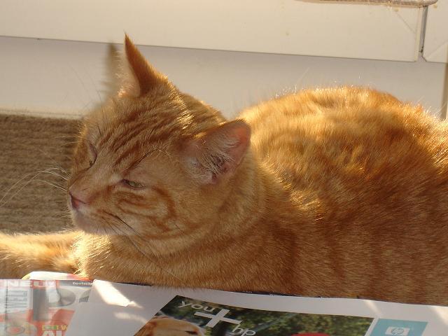 Simba geniesst die Sonne.jpg