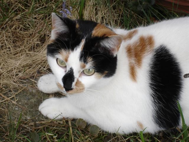 Yoli ist eine ausgeglichene Katze.