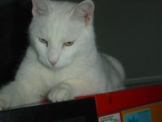 sarah 2006 1176.JPE.jpg