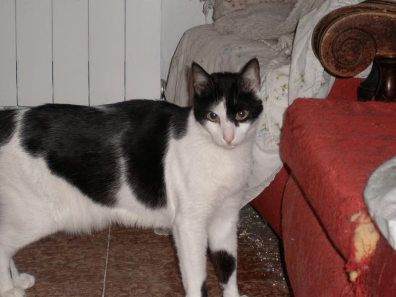 gatos 004.jpg