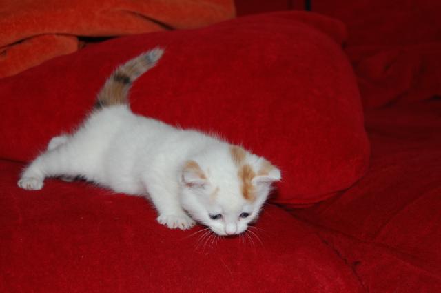 image0003ck6.jpg