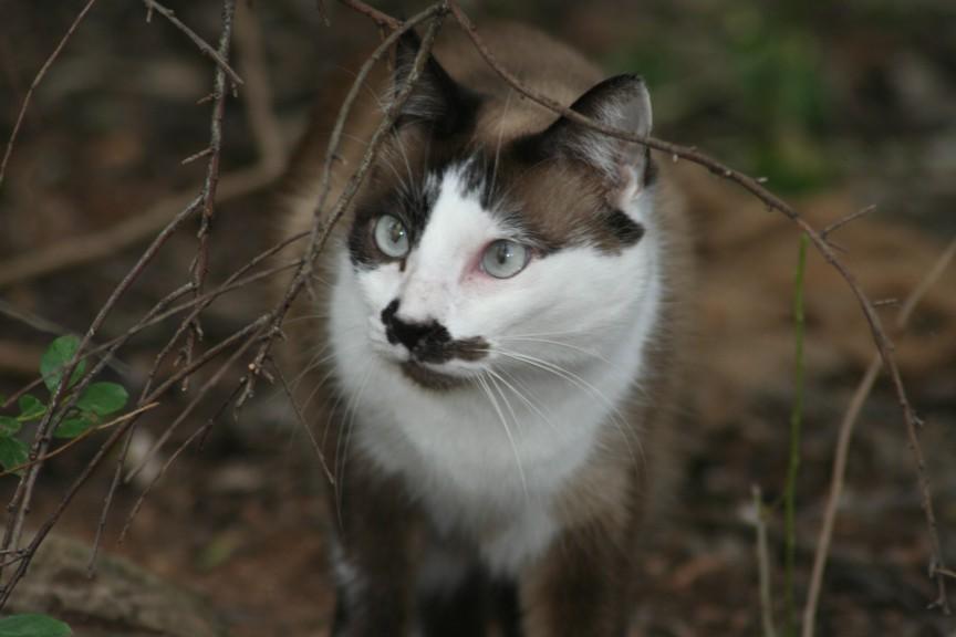 Lenny, 8 Jahre, Katze, Schwester von Sony und Ronny.JPG