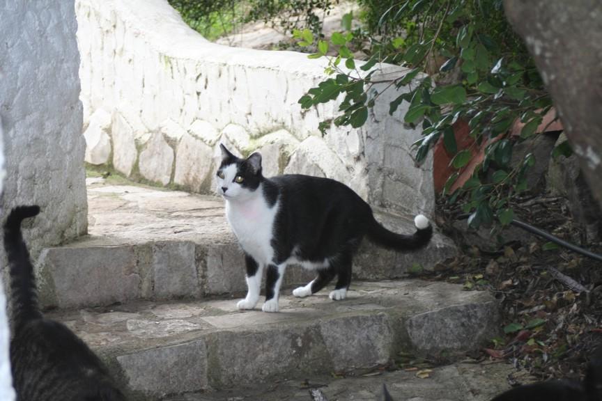 Sony, 8 Jahre, Kater, Bruder von Lenny und Ronny.JPG